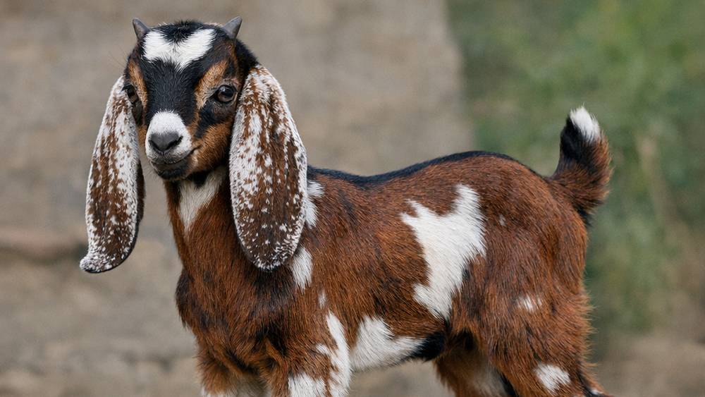 Брянцев взбудоражила запутанная история о выброшенном в лес козленке