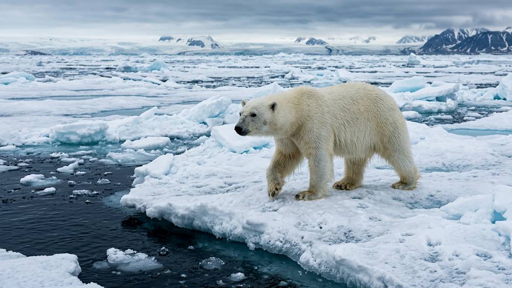 Брянский депутат рассказал, как с помощью медведей спасти океан