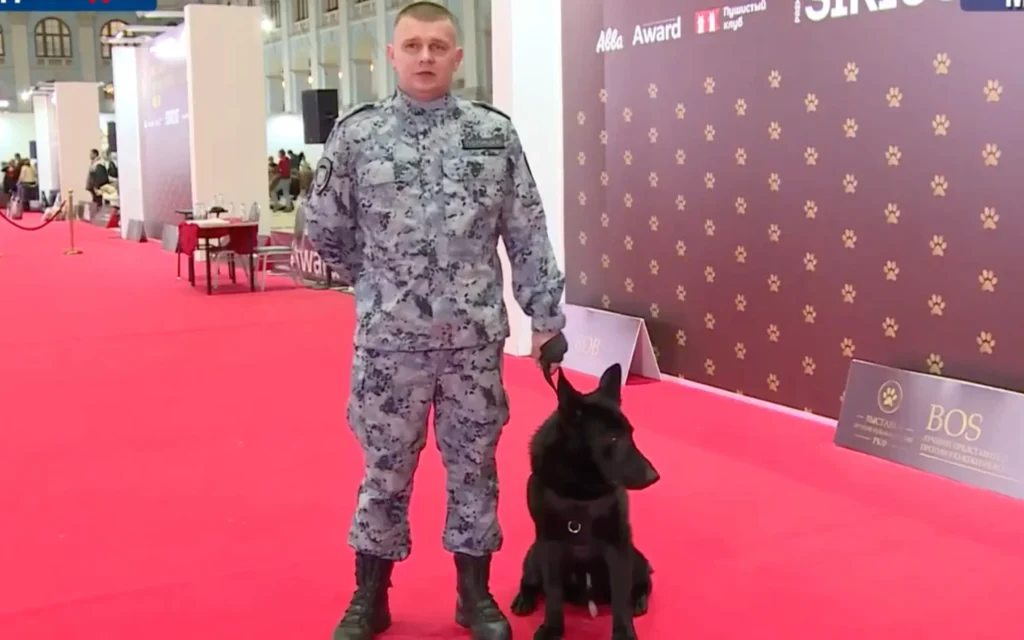 Брянская овчарка Шварц помогла поймать ДРГ и получила звание лучшей собаки МВД