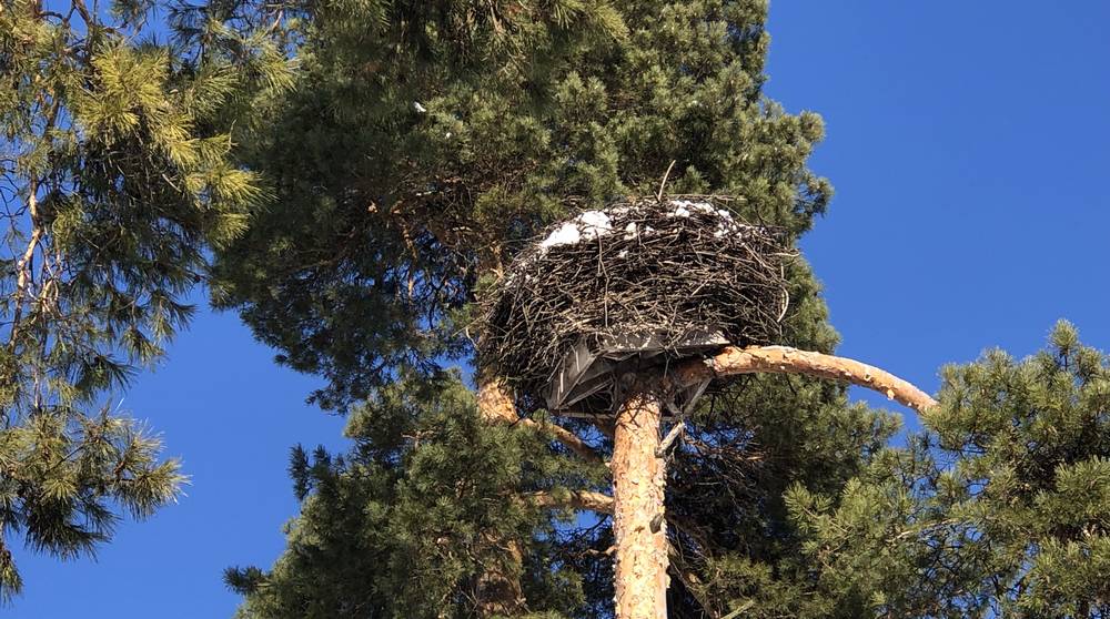 Циклон принес в Брянскую область запас снега на четверо суток