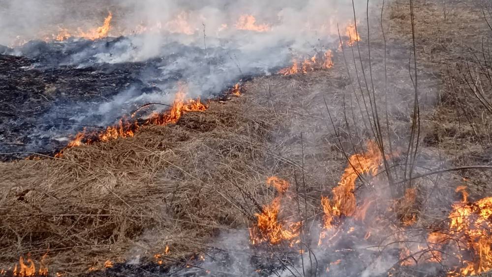 Брянская область горит