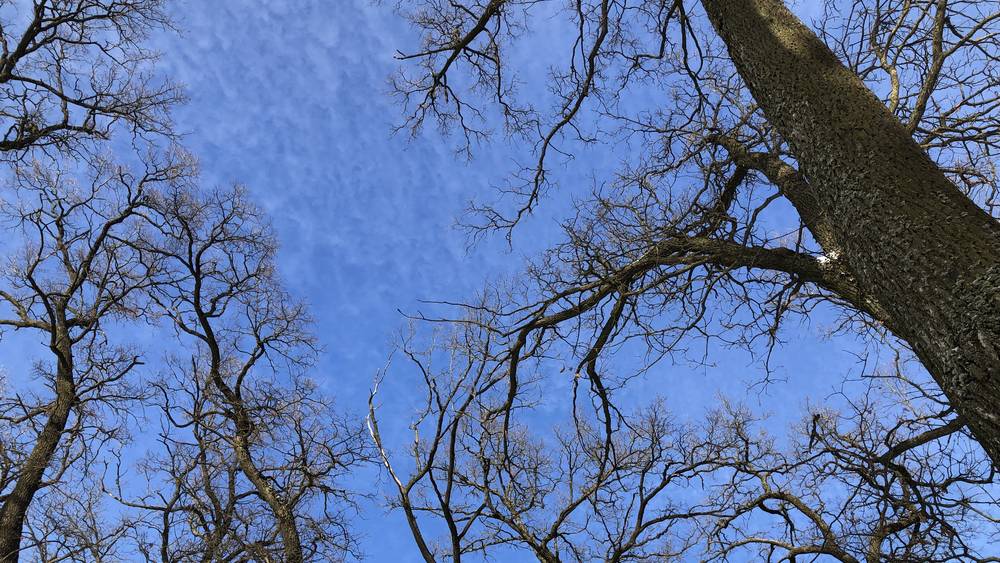 Жителям Брянской области предсказали «солнечный удар»