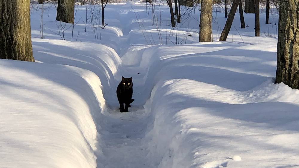 Жителей Брянской области предупредили об опасности на дорогах
