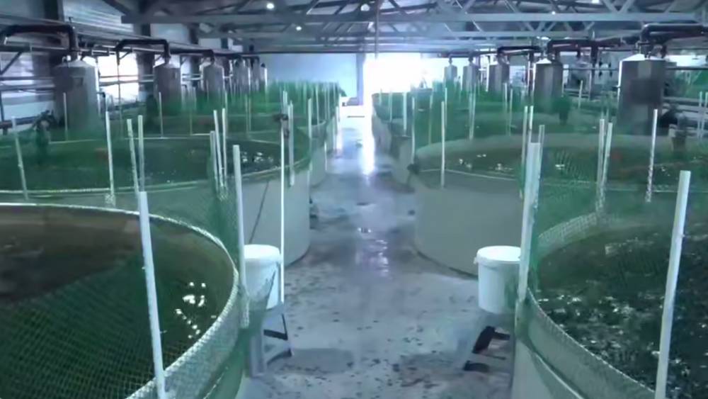 Губернатор Богомаз рассказал о разведении осетра и форели на брянской ферме