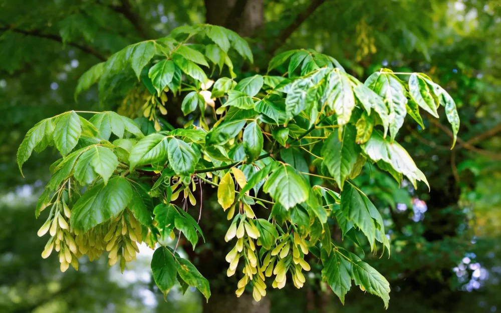 За американский клён на участке брянским дачникам грозит штраф до 50 тысяч