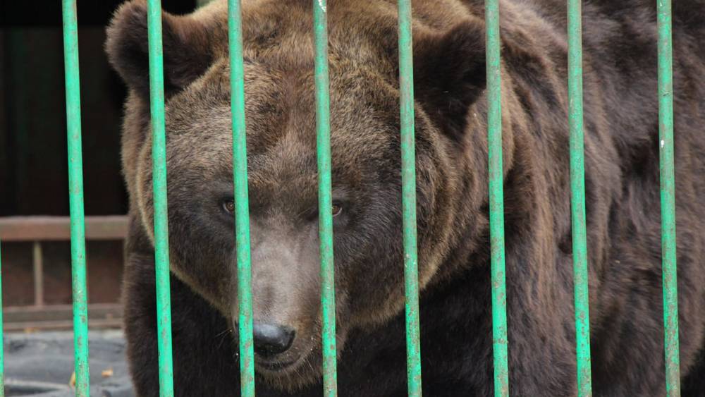 Век воли не видать: брянские чиновники призвали к заборам и шлагбаумам