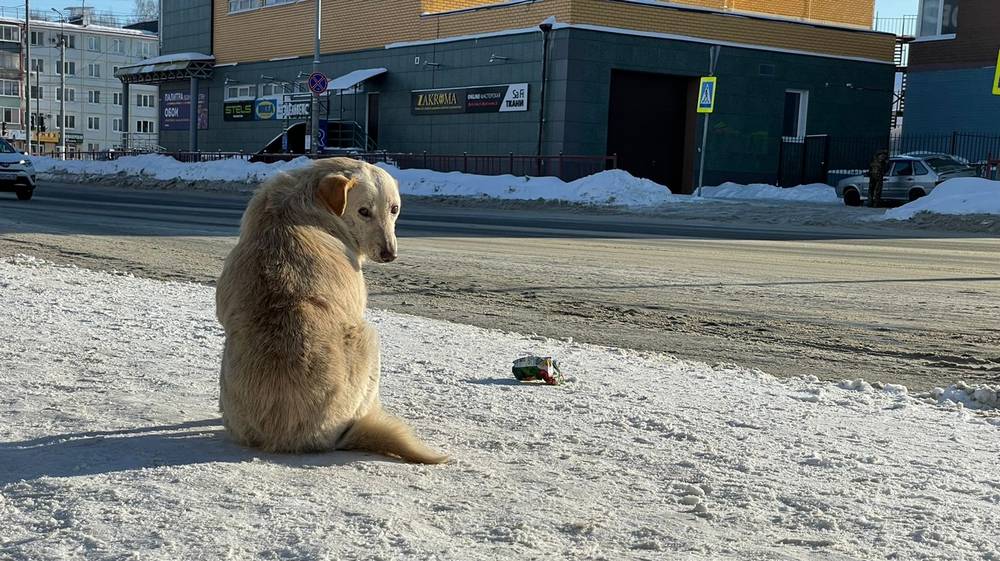 В Брянской области 22 марта пообещали туман и 8-градусное тепло