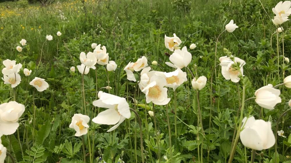 Брянский депутат рассказал, как за цветочек можно сесть в тюрьму на 9 лет