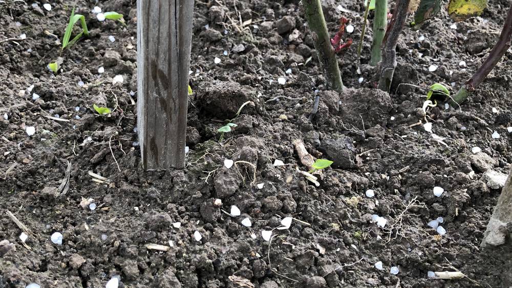 На южные районы Брянской области обрушился град