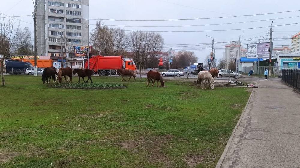 Девять лошадей брянских цыган вышли к храму, превратив газон в пастбище