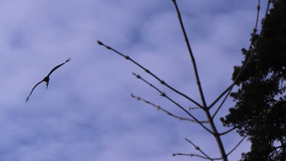 Синоптики предупредили о мокром снеге в Брянской области 20 апреля