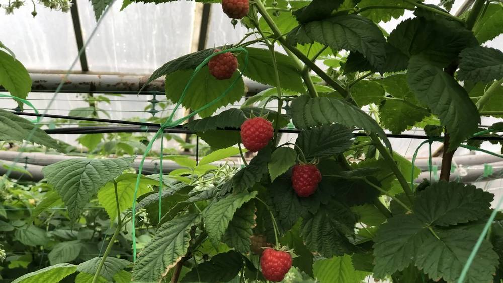 Брянские умельцы уже получили весенний урожай вкусной малины