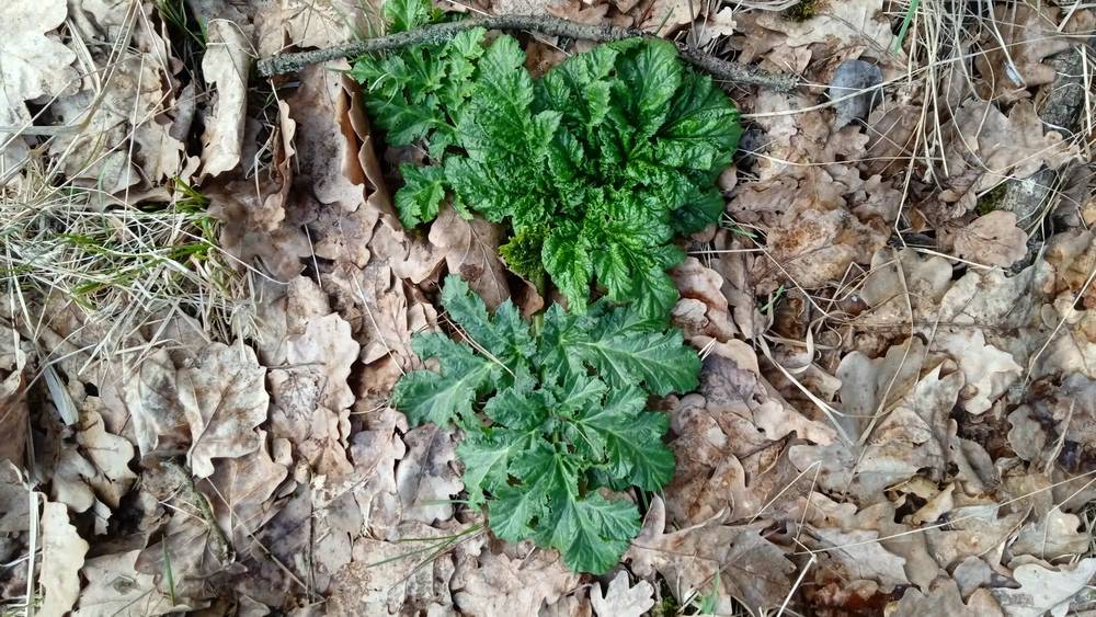 Борщевик уже начал агрессивное весеннее наступление в Брянской области