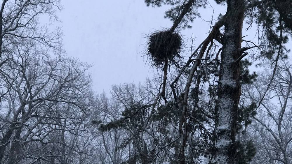 Брянскую область завалило снегом, тяжелее других аистам