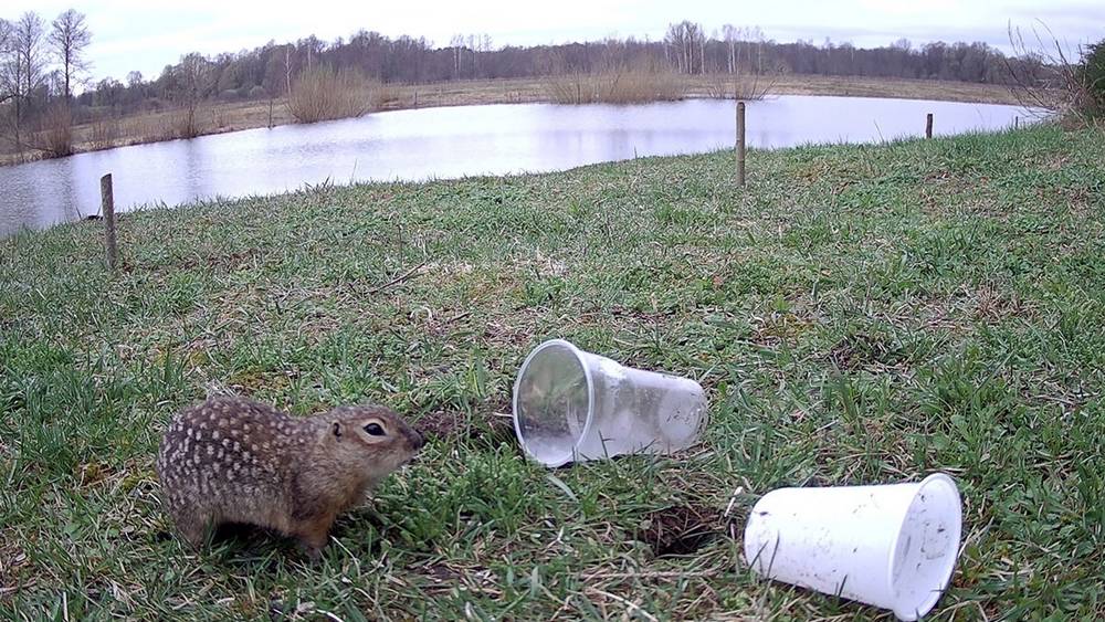В Брянской области пересчитали крапчатых сусликов в резервной колонии