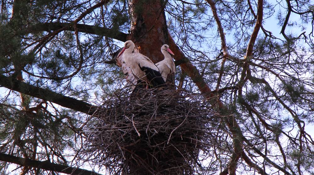 В Брянской области резко похолодает, придут заморозки