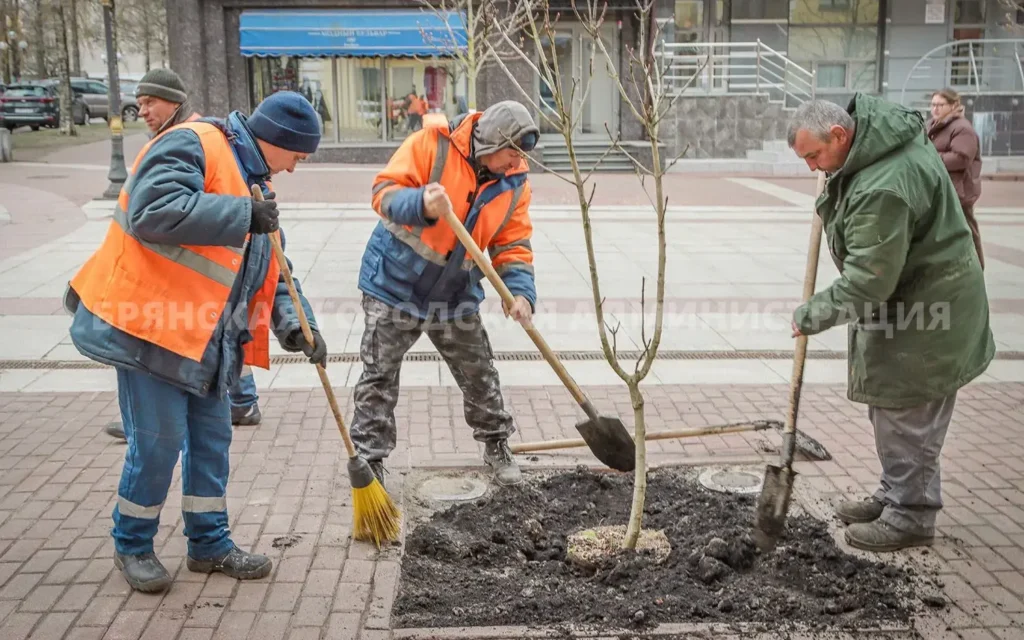 На бульваре Гагарина в центре Брянска обновили каштановую аллею