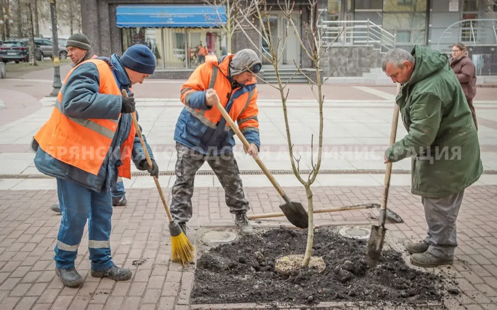 На бульваре Гагарина в центре Брянска обновили каштановую аллею