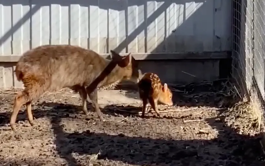 В брянском зоопарке у семейства китайских оленей появилось потомство