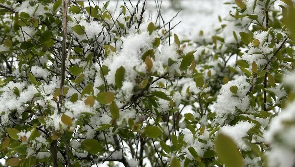 В Брянской области 29 апреля пообещали ночные заморозки и дождь со снегом