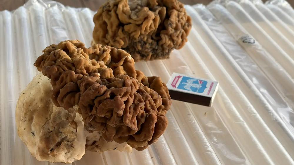 Брянская рекордсменка удивила огромными строчками