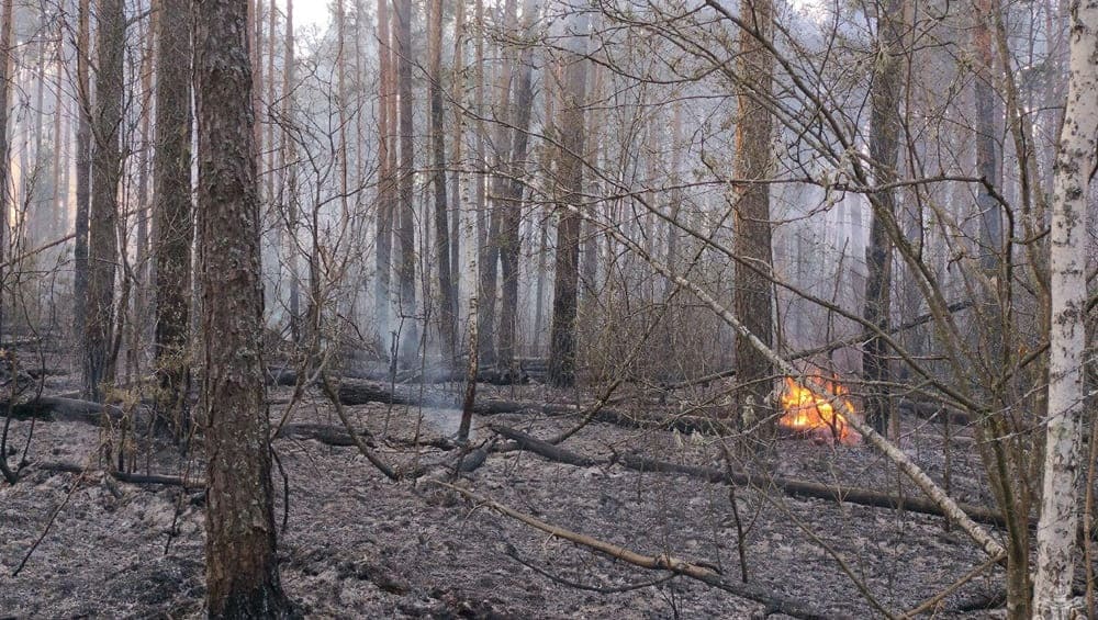В Новозыбковском округе Брянской области 15 спасателей потушили лесной пожар