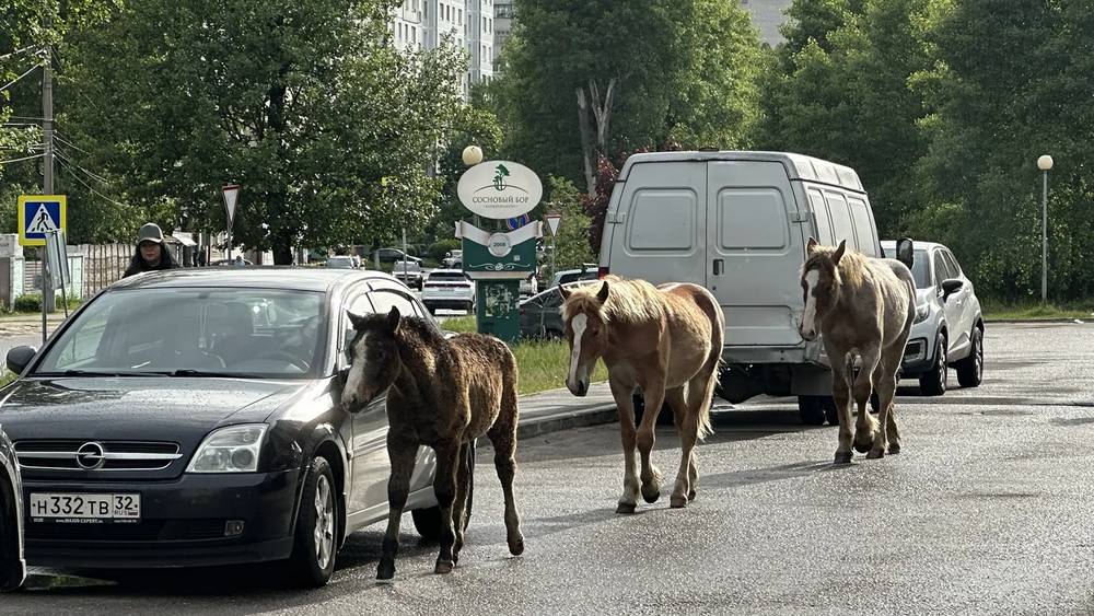 Табун на колесах: благодаря цыганам Брянск не оторвался от природы