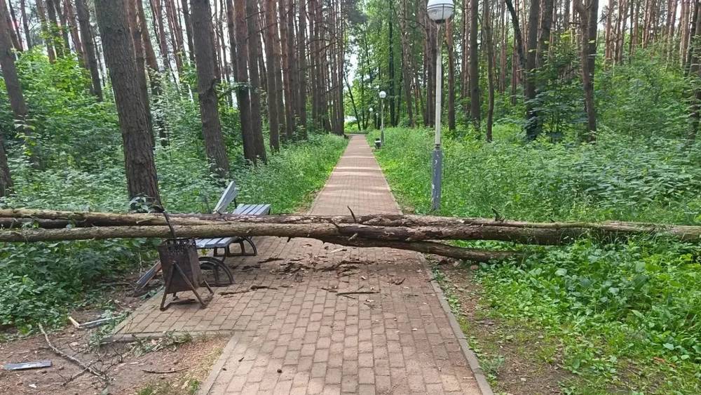 В брянском парке деревья рухнули на дорожку, где часто гуляют семьи и детьми