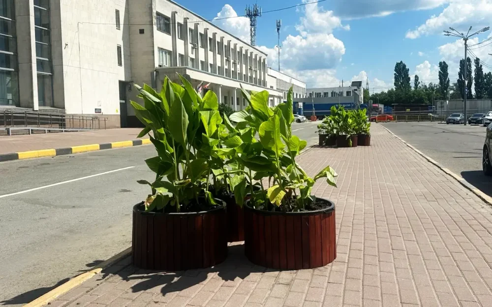Привокзальная площадь Брянска зацвела после многолетнего запустения