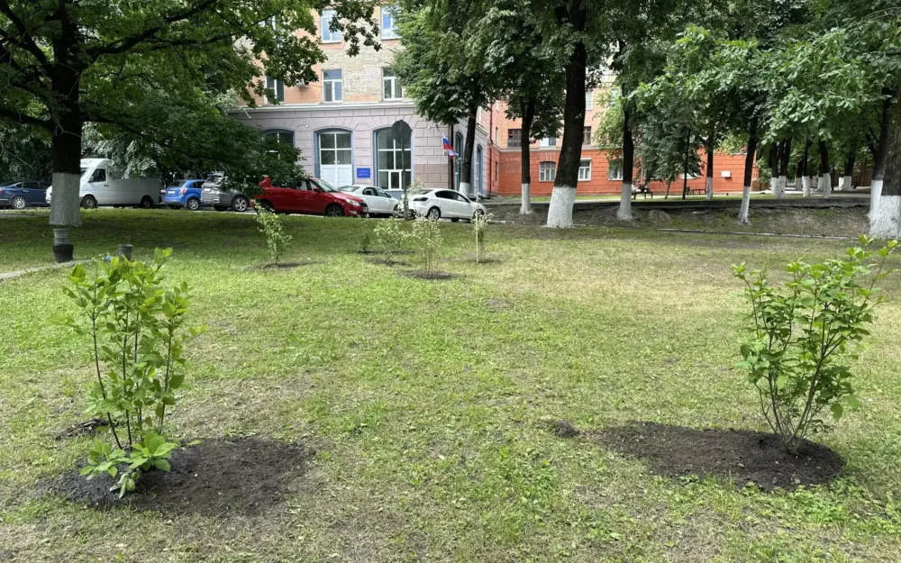 Напротив «Дубравы» в Брянске появились новые кусты жасмина и сирени