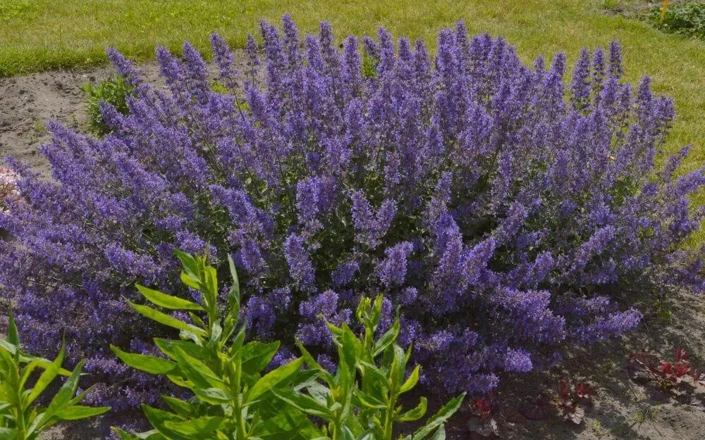На кольцах Брянска появятся новые кустарники и многолетники