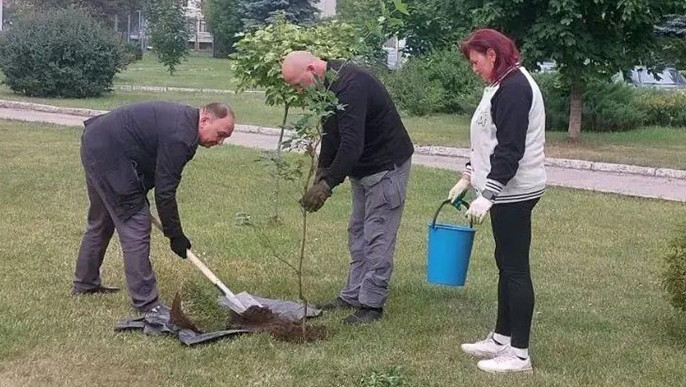 В Брянске в сквере на улице Челюскинцев посадили четыре новых клёна