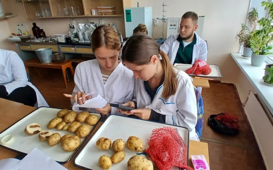 Брянские ученые создают цифровую базу самых стойких сортов картофеля