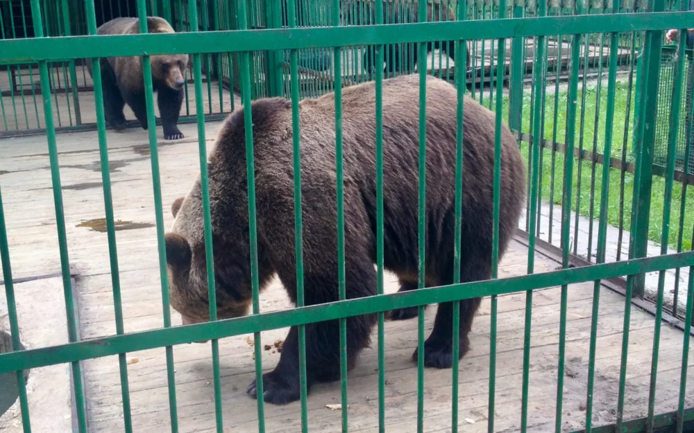 В заповеднике «Брянский лес» объяснили поведение медведей при встрече с людьми