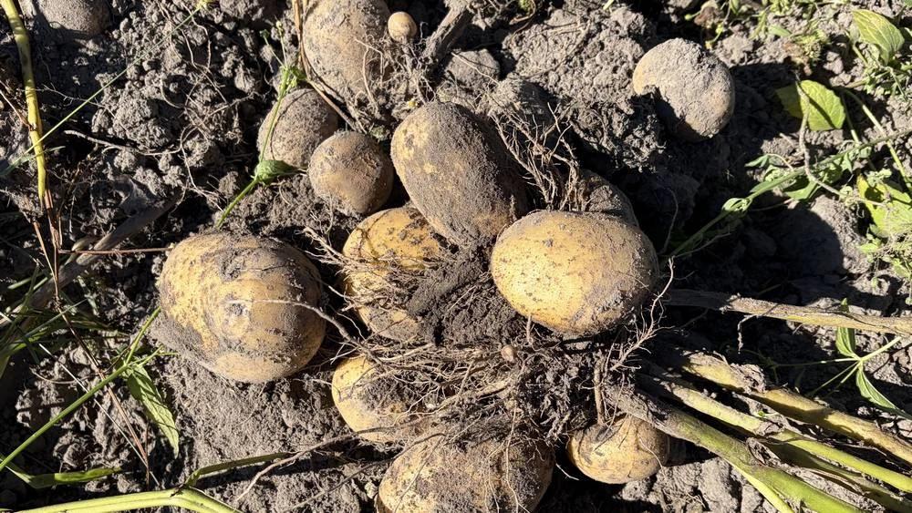 Брянцам посоветовали покупать полезный мелкий картофель