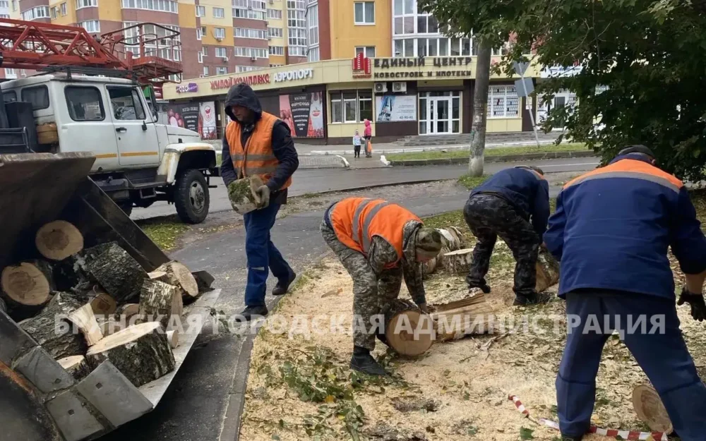 В Белых Берегах Брянска деревья повисли на проводах после шквального ветра
