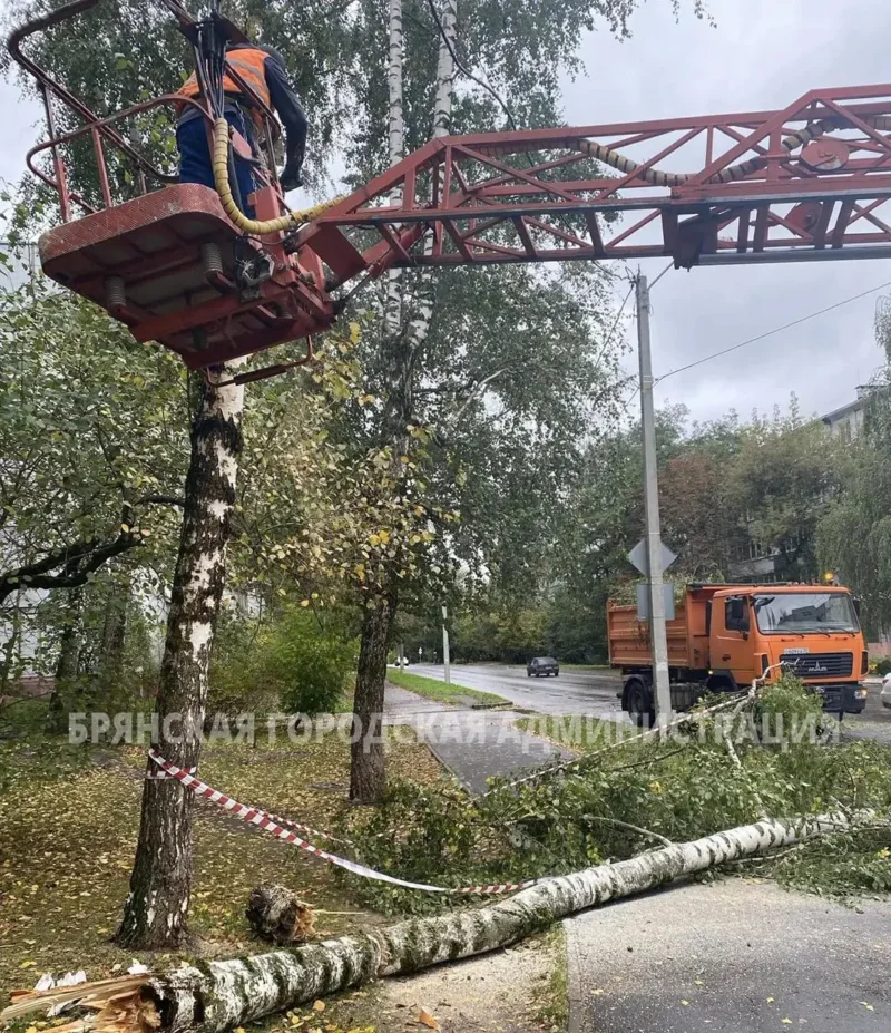 В Белых Берегах Брянска деревья повисли на проводах после шквального ветра
