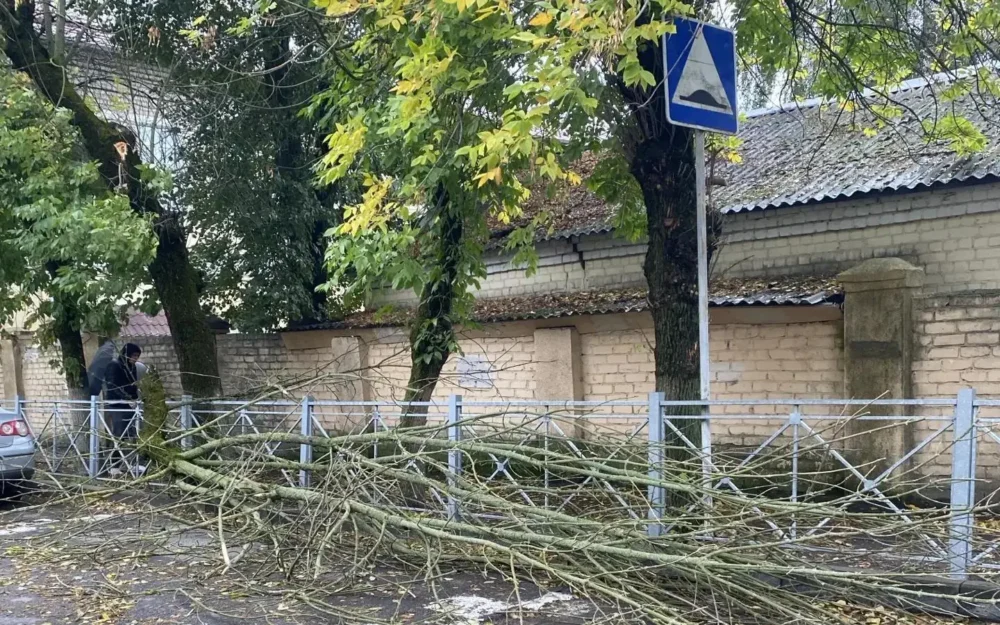 В Белых Берегах Брянска деревья повисли на проводах после шквального ветра