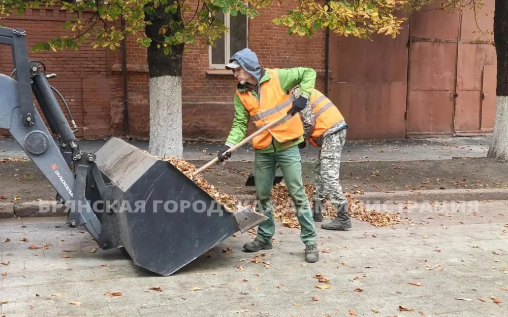Убирать или оставить: в Брянске запустили опрос о судьбе осенней листвы