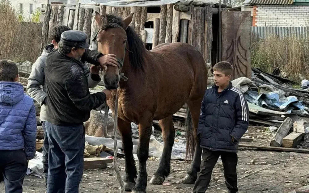 В Брянске пересчитали лошадей и предупредили их хозяев о наказании