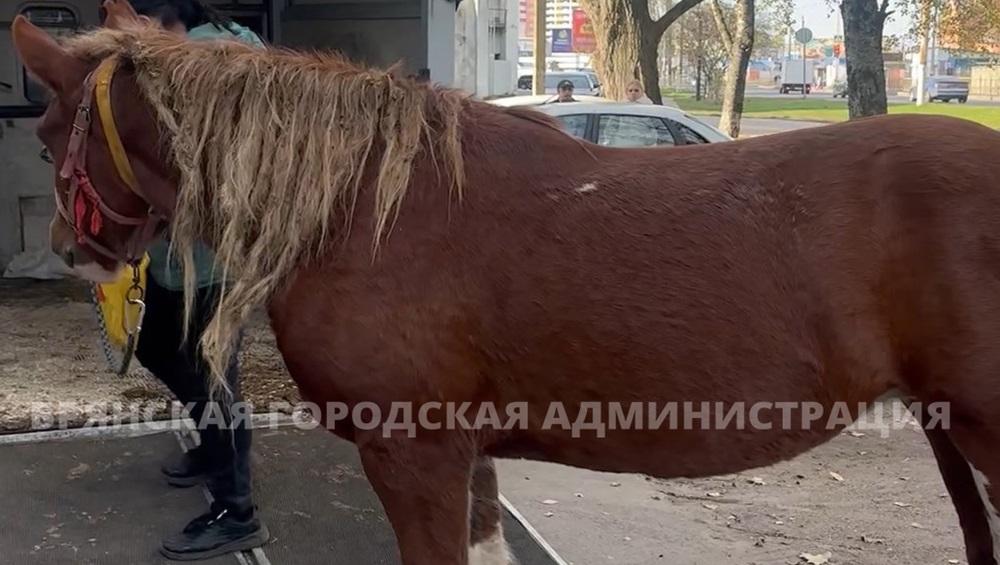 В брянский пункт временного содержания лошадей доставили первую кобылу