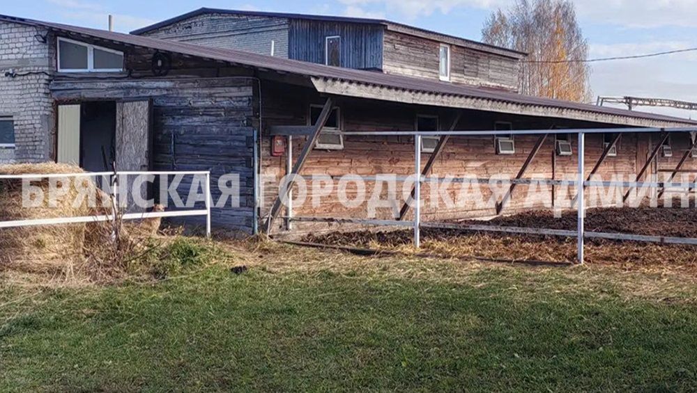 В Брянске открыли пункт временного содержания лошадей