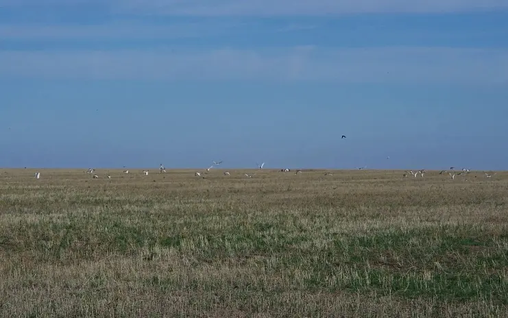 В России насчитали почти 16 тысяч редких птиц, которым угрожает исчезновение