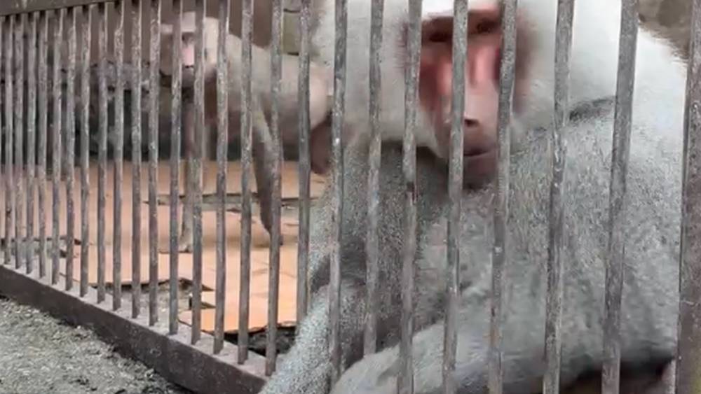 Правительство решило повысить штрафы, плохо будет брянским любителям шашлыка