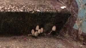 В Брянске неряшливые жители многоэтажки вырастили грибы на лестнице
