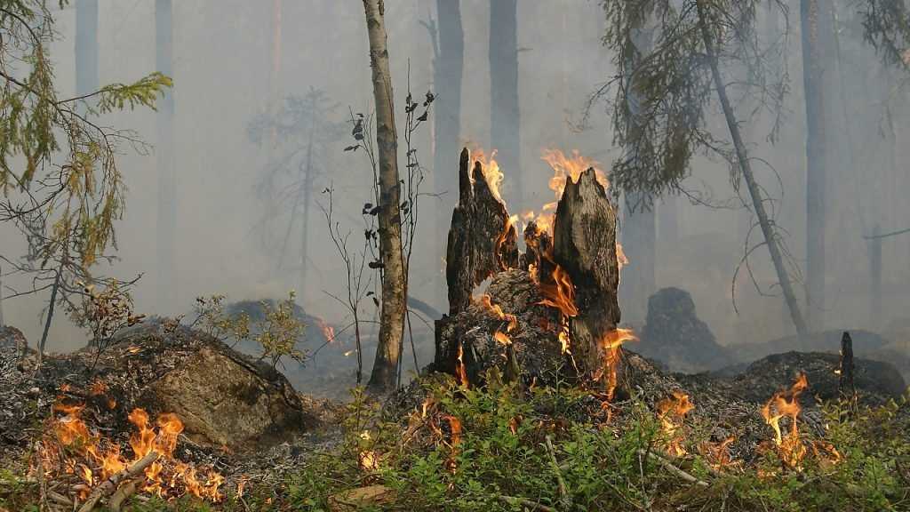 В Брасовском районе Брянской области сгорел участок леса