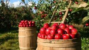Брянские любители яблок стали возрождать садоводство