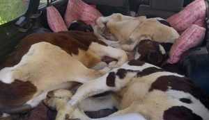 Брянец в пассажиры своей легковушки взял трех телят