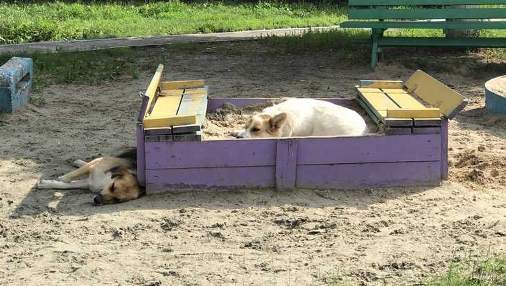 Детские песочницы в Брянске оккупировали стаи собак