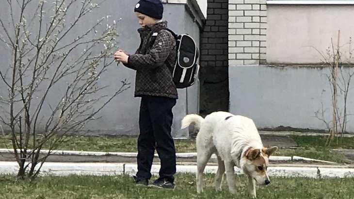 Жителей Новозыбкова наказали за нарушение правил выгула опасных собак
